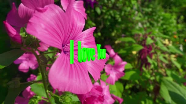 Amo Texto Color Flores Fondo — Vídeo de stock