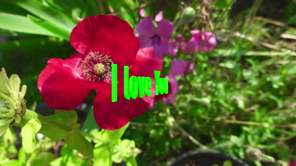 Love You Text Color Flowers Background — Stock Video