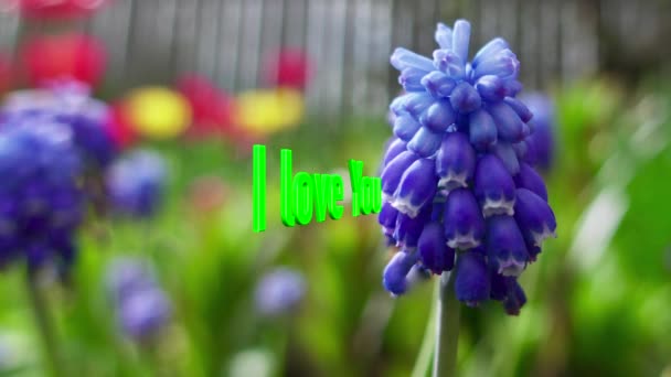 Love You Text Color Flowers Background — Stock Video