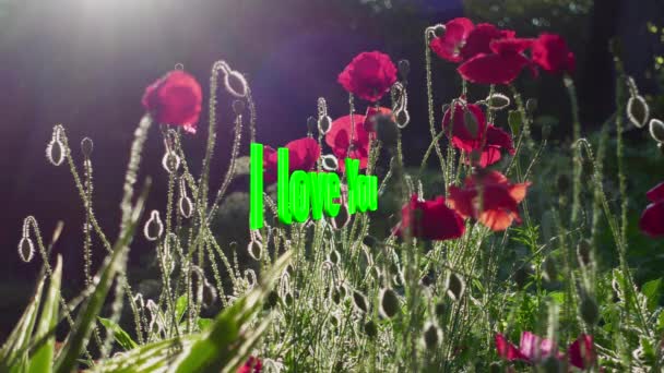 Hou Van Sms Kleur Bloemen Achtergrond — Stockvideo