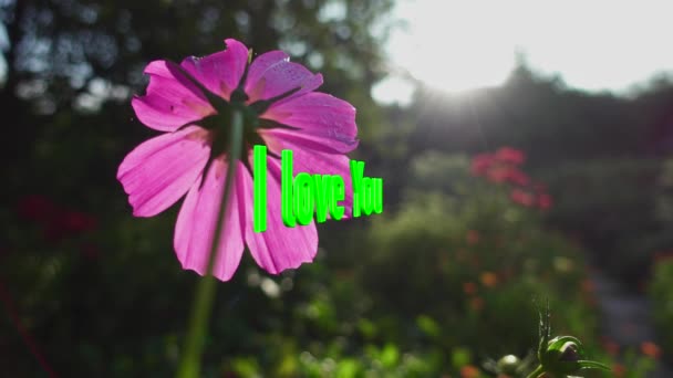 Mesajını Seviyorum Renkli Çiçek Arkaplanı — Stok video