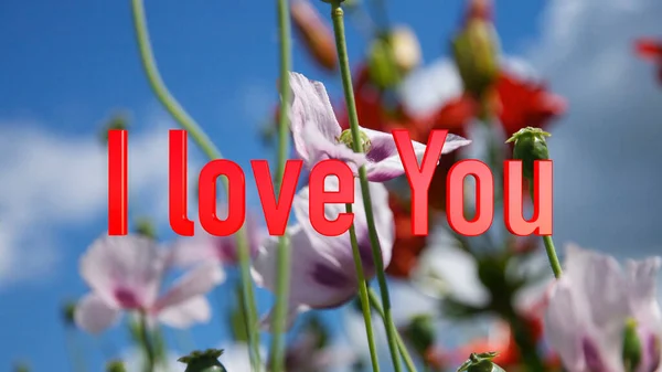Szeretlek Sms Ben Színes Virágok Háttér — Stock Fotó