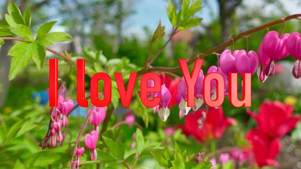 Szeretlek Sms Ben Színes Virágok Háttér — Stock Fotó