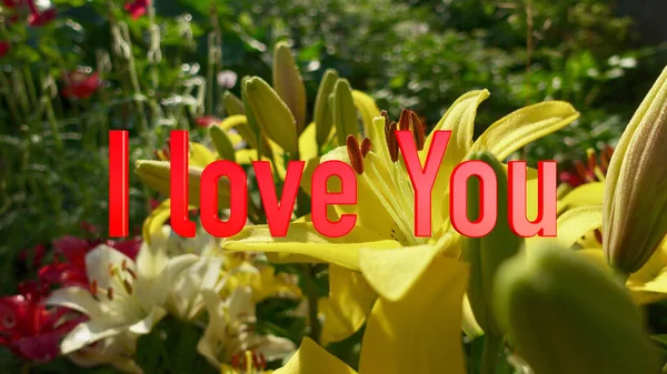 Ich Liebe Dich Text Farbe Blumen Hintergrund — Stockfoto