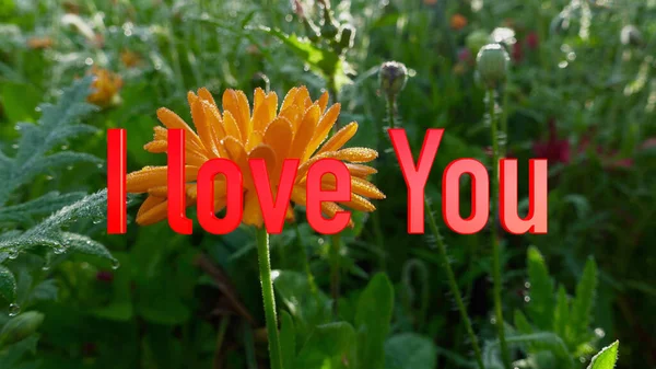 Mesajını Seviyorum Renkli Çiçek Arkaplanı — Stok fotoğraf