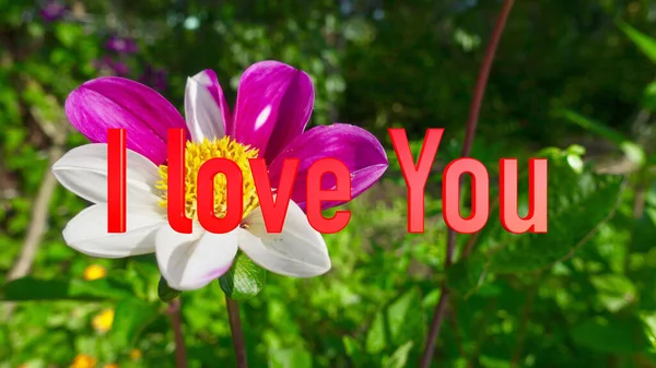 Love You Text Culoare Flori Fundal — Fotografie, imagine de stoc