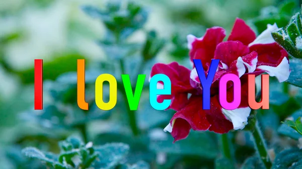 Love You Text Color Flowers Background — Stock Photo, Image