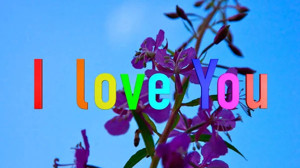 Love You Text Color Flowers Background — Stock Photo, Image