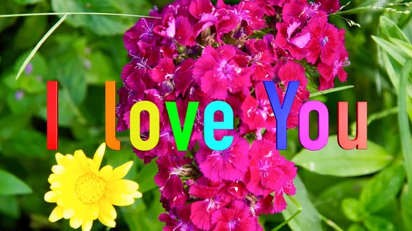 Kocham Cię Sms Kolor Tła Kwiaty — Zdjęcie stockowe