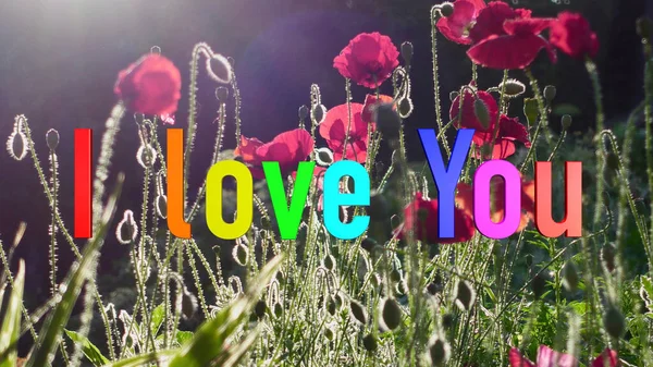 Rakastan Tekstareita Väri Kukat Tausta — kuvapankkivalokuva