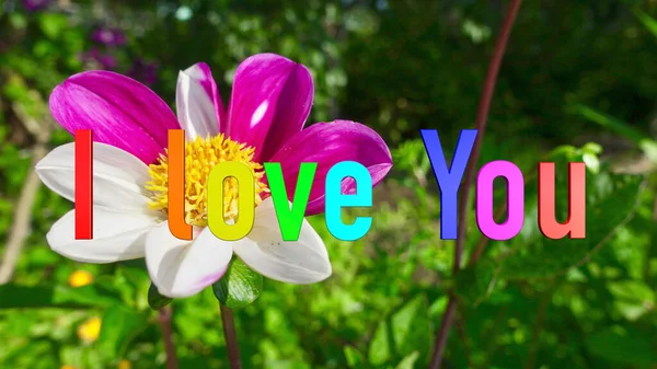 我爱你的文字 彩虹色明亮的花朵背景 — 图库照片