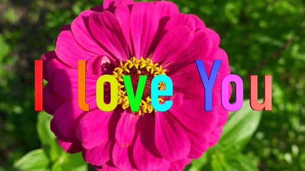 Love You Text Rainbow Colors Bright Flowers Background — Stock Photo, Image