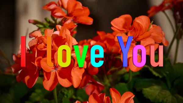 Love You Text Rainbow Colors Bright Flowers Background — Stock Photo, Image