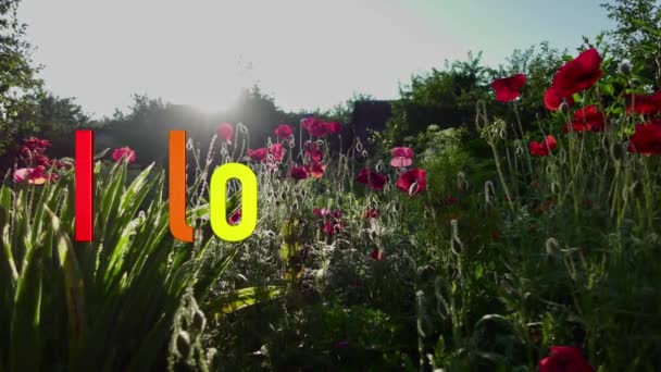 Amo Sms Colore Arcobaleno Fiori Sfondo — Video Stock