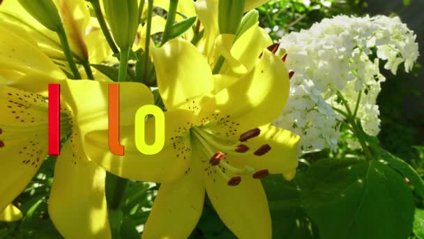 Miluju Smsko Duhová Barva Květiny Pozadí — Stock video