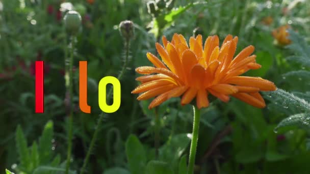 Hou Van Sms Regenboog Kleur Bloemen Achtergrond — Stockvideo