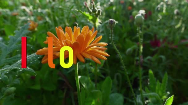 Jag Älskar Dig Sms Regnbågsfärg Blommor Bakgrund — Stockvideo