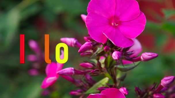 Amo Texto Colores Del Arco Iris Fondo Flores Brillantes — Vídeos de Stock