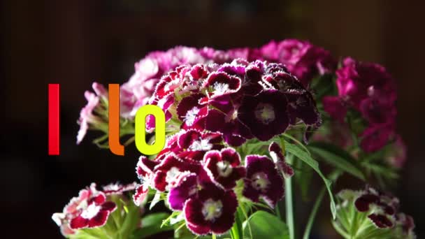 我爱你的文字 彩虹色明亮的花朵背景 — 图库视频影像
