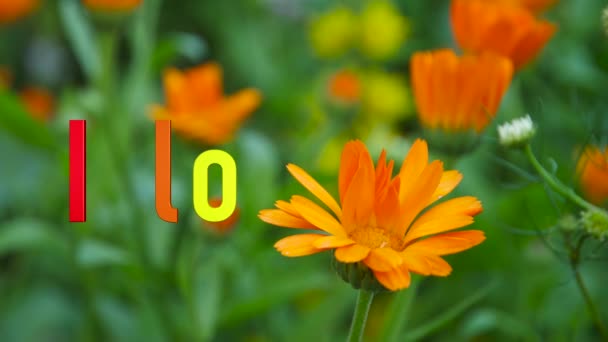 Μου Αρέσει Μήνυμά Σου Χρώματα Ουράνιο Τόξο Φωτεινό Φόντο Λουλουδιών — Αρχείο Βίντεο