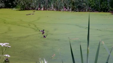 Göldeki vahşi ördekler. Vahşi doğa. Yavaş çekim videosu