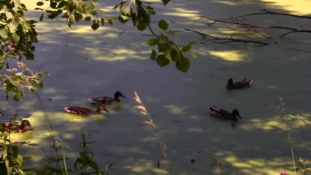 Patos Salvajes Lago Paisaje Salvaje Vídeo Cámara Lenta — Vídeos de Stock
