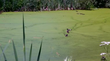 Göldeki vahşi ördekler. Vahşi doğa. Yavaş çekim videosu