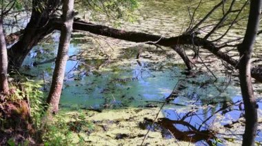 Göldeki vahşi ördekler. Vahşi doğa. 