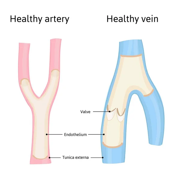 Estructura médica arteria y vena sanas con valva. Ilustración vectorial detallada aislada sobre fondo blanco — Vector de stock