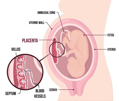 İnsan fetüs plasenta anatomisi. Hamilelik sırasında olağan anatomik plasenta konumu.