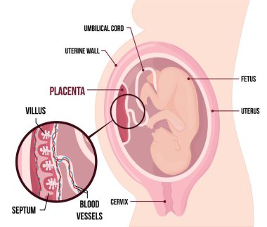 Human Fetus Placenta Anatomy. Usual anatomical Placenta Location During Pregnancy. clipart