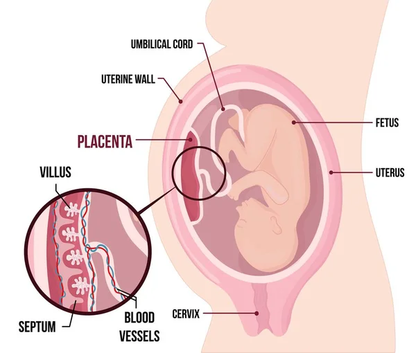 Menselijke Foetus Placenta Anatomie Gebruikelijke Anatomische Placenta Plaats Tijdens Zwangerschap — Stockvector