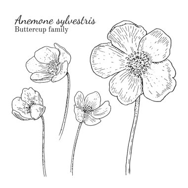 Anemon sylvestris flowerrs çizimleri kümesi