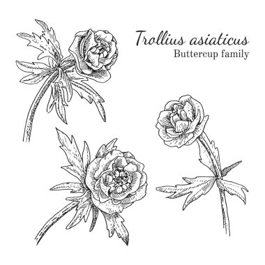 Trollius asiaticus flowerrs çizimleri kümesi