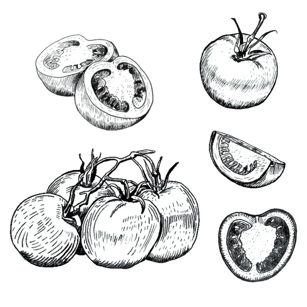Ensemble de croquis de tomates à l'encre — Image vectorielle