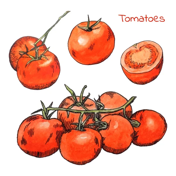 Acuarela lápices de colores tomates bocetos conjunto con contorno de tinta — Vector de stock