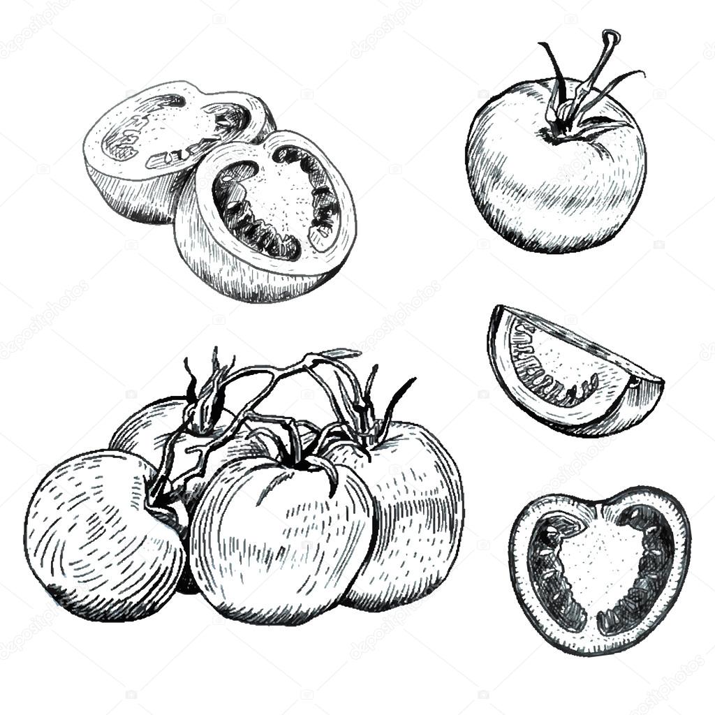 Ink tomatoes sketches set