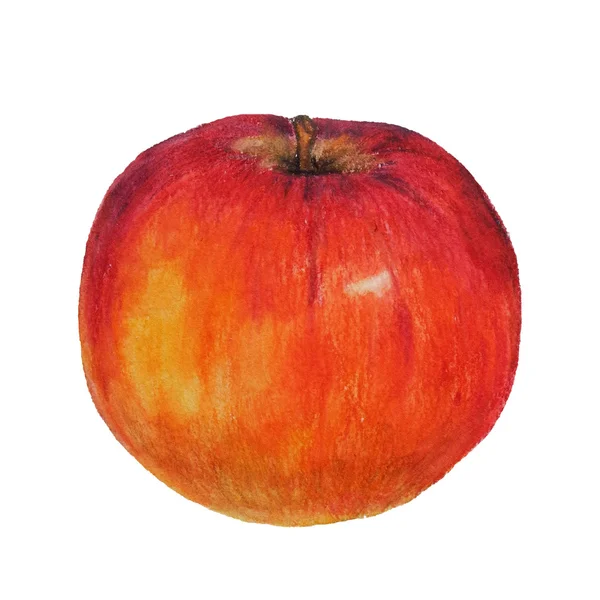 Acuarela lápices de colores manzana — Vector de stock