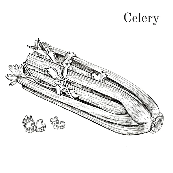 Hand drawn celery ink sketch — Stock Vector
