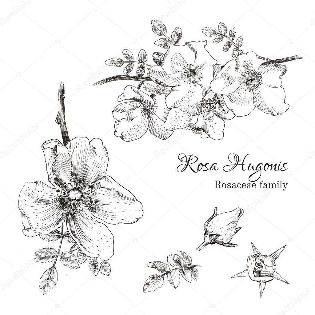 Rosa Hugonis ink sketch.