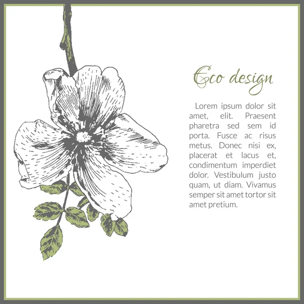 Diseño de plantilla de tarjeta ecológica con flor de rosa de perro — Vector de stock