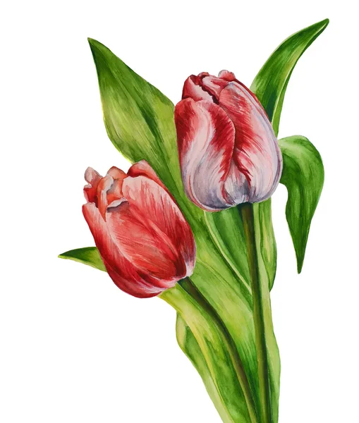 Tulipani ad acquerello — Vettoriale Stock