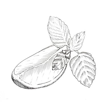 Limon ve nane mürekkep kroki