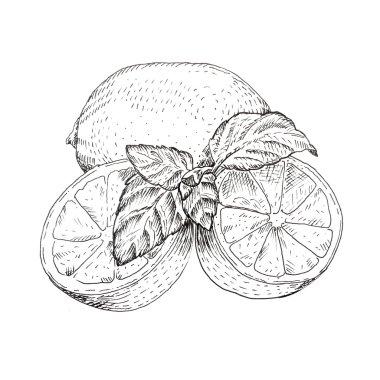 Lime and mint ink sketch clipart