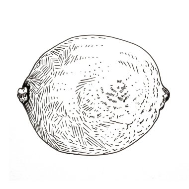 Elle çizilmiş mürekkep kireç kroki