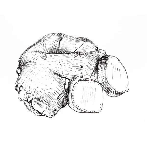 Ginger root ink sketch — Stock Photo, Image