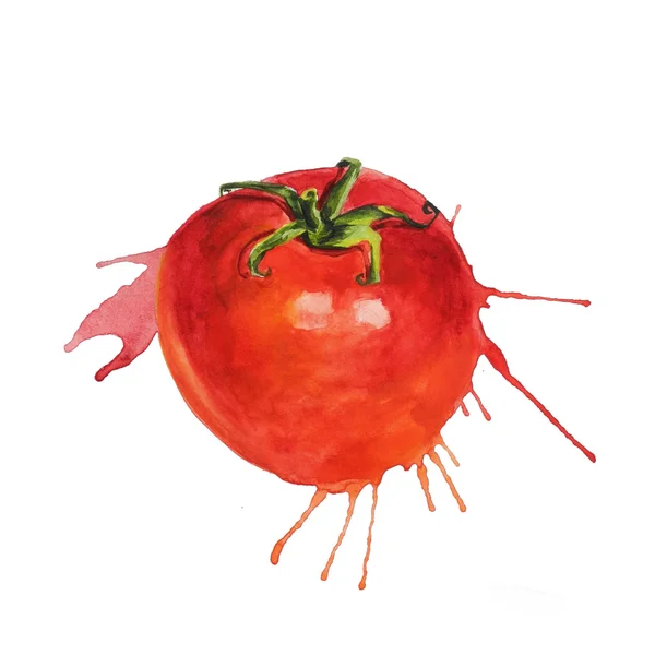 Watercolor tomato sketch — Stock Photo, Image