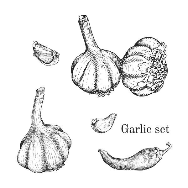 Garlic ink sketches set — Stock Vector