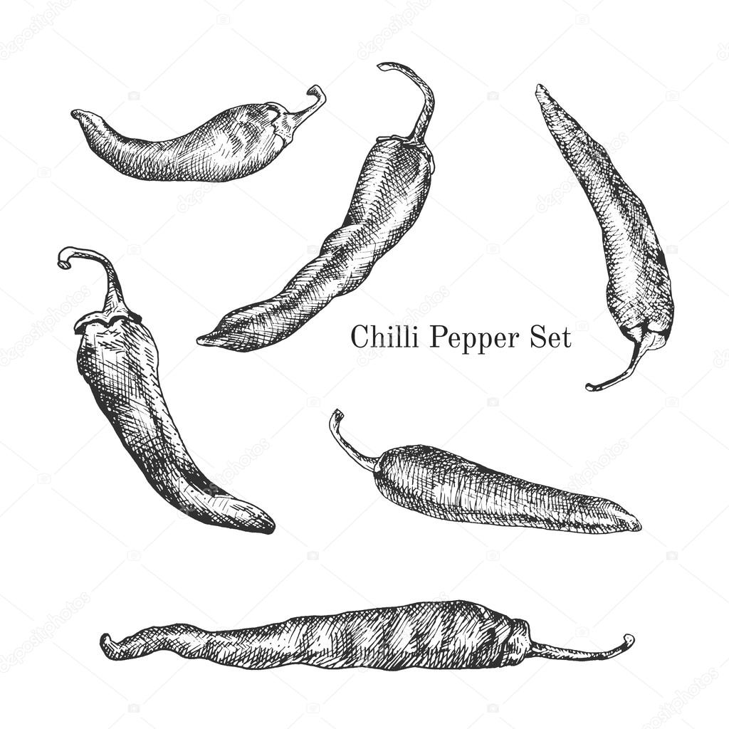 Chilli peppers ink sketches set