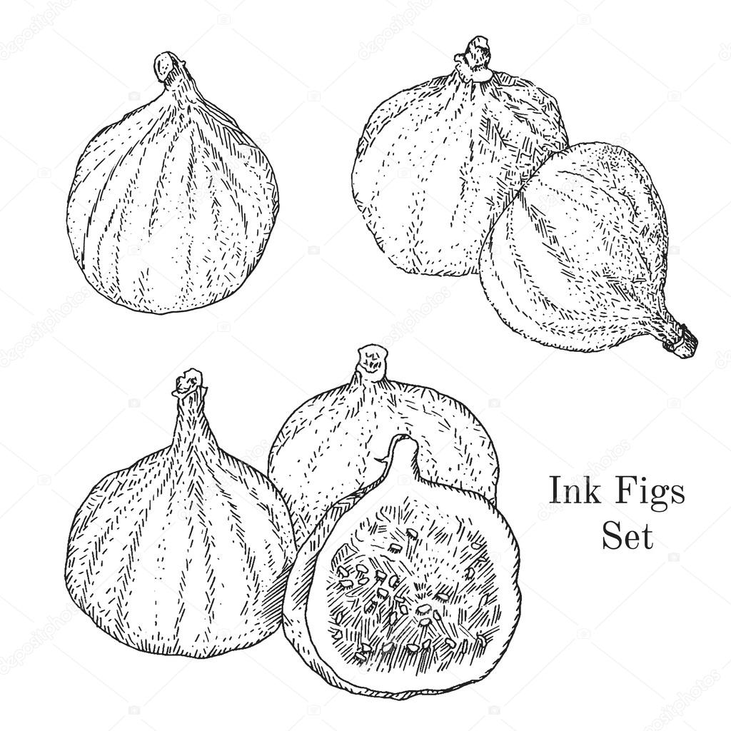 Ink figs sketches set